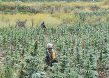 Fuerzas federales aseguran 83.5 toneladas de cocaína y 93.9 de mariguana