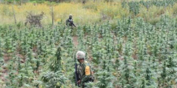 Fuerzas federales aseguran 83.5 toneladas de cocaína y 93.9 de mariguana
