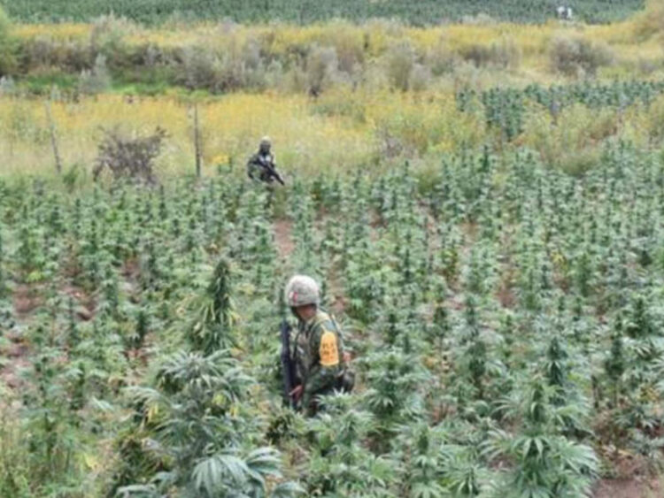 Fuerzas federales aseguran 83.5 toneladas de cocaína y 93.9 de mariguana