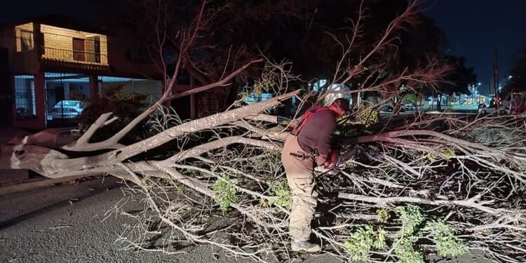 Vientos derriban árboles