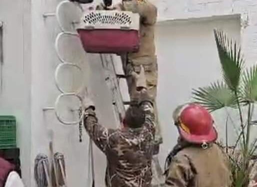 Capturan lince en pleno centro de Victoria