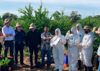 Capacitan a técnicos para el manejo sanitario de plagas de los cítricos en 22 estados