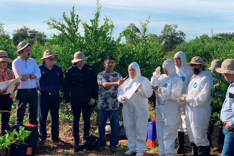 Capacitan a técnicos para el manejo sanitario de plagas de los cítricos en 22 estados