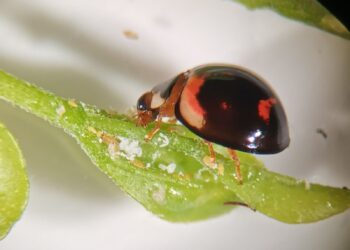 Utilizan catarinas para combatir insectos plaga y vectores de enfermedades en cítricos