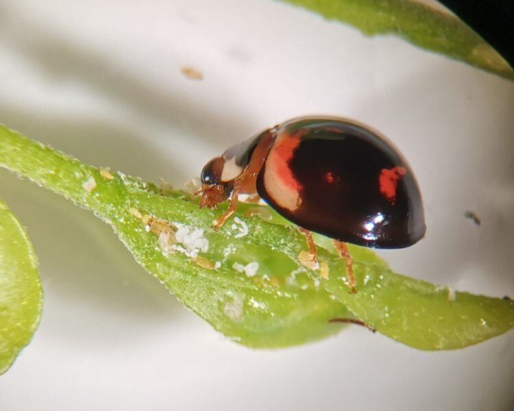 Utilizan catarinas para combatir insectos plaga y vectores de enfermedades en cítricos