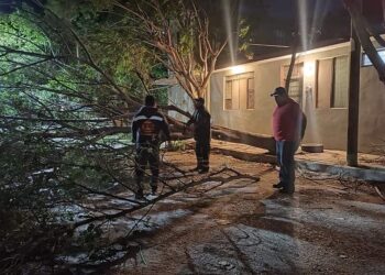 Vientos derriban árboles