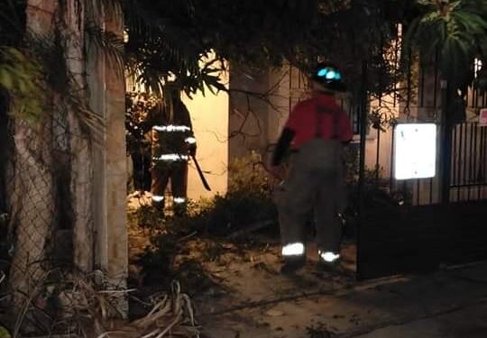 Vientos derriban árboles