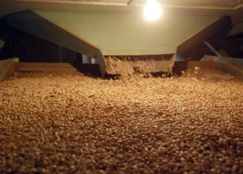 Fijan precios de garantía para maíz(6,915);  frijol (21,000); trigo (7,600) para pequeños productores en 2024