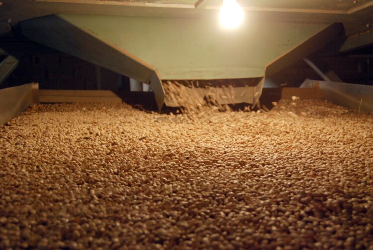 Fijan precios de garantía para maíz(6,915);  frijol (21,000); trigo (7,600) para pequeños productores en 2024