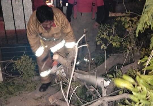 Vientos derriban árboles