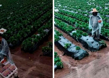 En Baja California jornaleros celebran nuevo decreto del gobierno federal