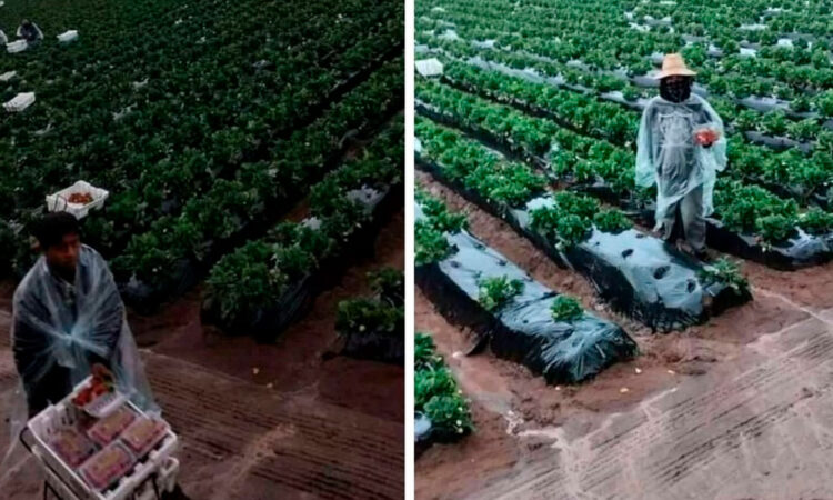 En Baja California jornaleros celebran nuevo decreto del gobierno federal