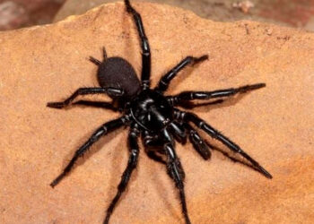 Encuentran en Australia la araña de tela en embudo ‘Hércules’