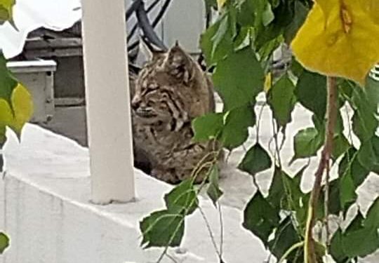 Capturan lince en pleno centro de Victoria