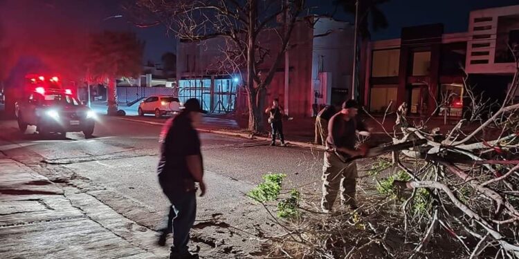 Vientos derriban árboles