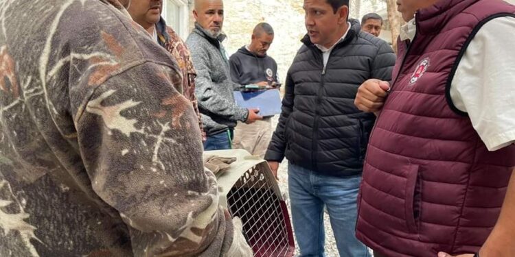 Capturan lince en pleno centro de Victoria