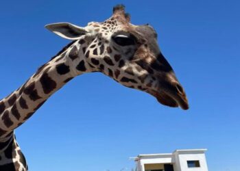 Aseguran a la jirafa “Benito” en Ciudad Juárez por incumplimiento de cuidados