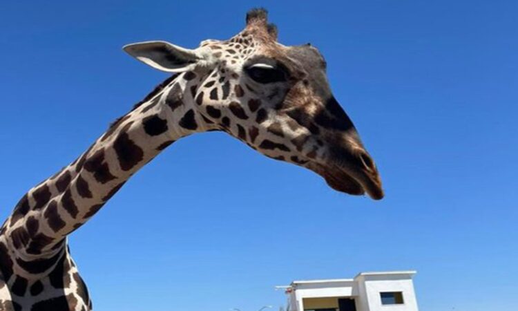 Aseguran a la jirafa “Benito” en Ciudad Juárez por incumplimiento de cuidados