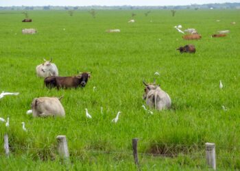 Recomienda INIFAP zacate buffel en áreas agrícolas no sembradas por sequía 