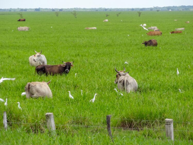 Recomienda INIFAP zacate buffel en áreas agrícolas no sembradas por sequía