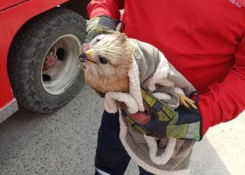 Auxilian a halcón encontrado herido en la Col. Chapultepec de Victoria