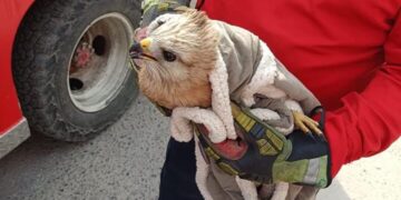 Auxilian a halcón encontrado herido en la Col. Chapultepec de Victoria