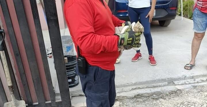 Auxilian a halcón encontrado herido en la Col. Chapultepec de Victoria