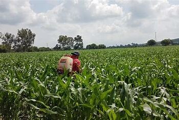 Piden prorrogar glifosato en control de maleza en maíz hasta encontrar sustituto eficaz