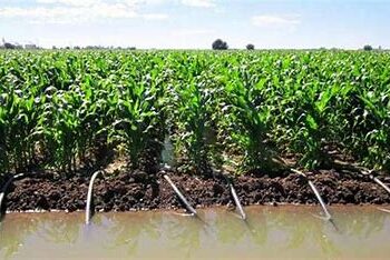 Se desperdicia 50% del agua concesionada al riego por deficiencias en sistemas