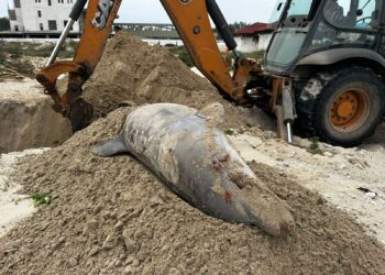 Hallan un delfín muerto en la playa Miramar de Madero, Tamaulipas