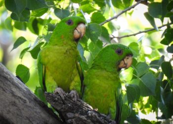 Presenta el Museo TAMUX de Victoria, “Cotorreando, una experiencia con alas”