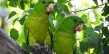 Presenta el Museo TAMUX de Victoria, “Cotorreando, una experiencia con alas”
