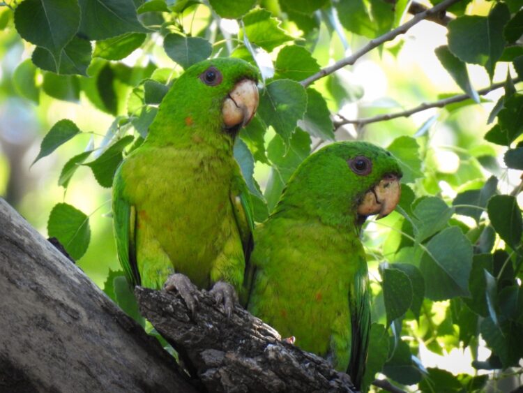 Presenta el Museo TAMUX de Victoria, “Cotorreando, una experiencia con alas”