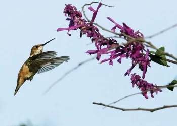 Brujería podría desaparecer a colibríes; los venden como amuleto para el amor