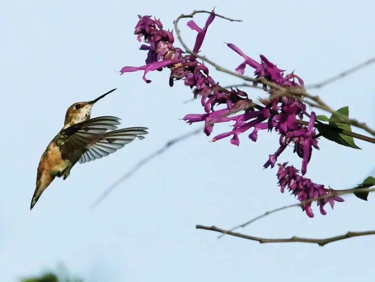 Brujería podría desaparecer a colibríes; los venden como amuleto para el amor