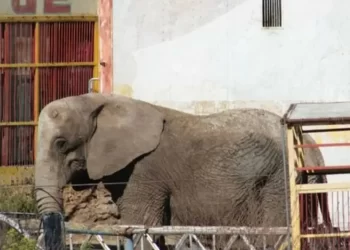 Rescatan a elefanta Annie que sufría maltrato animal en Jalisco