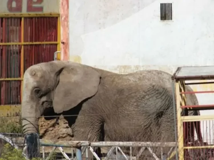 Rescatan a elefanta Annie que sufría maltrato animal en Jalisco