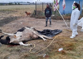Investiga SADER las causas de muerte repentina de 57 vacas en Hidalgo
