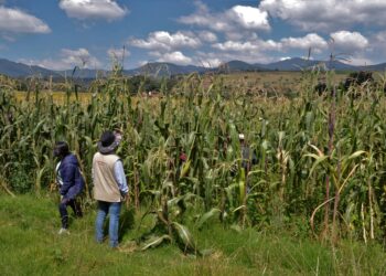 Pagarán este lunes 26 apoyo de Producción para Bienestar en Tamaulipas