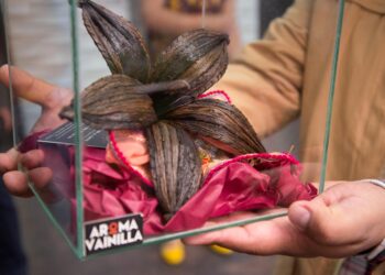 Protege INIFAP recursos genéticos de la orquídea de la vainilla en México