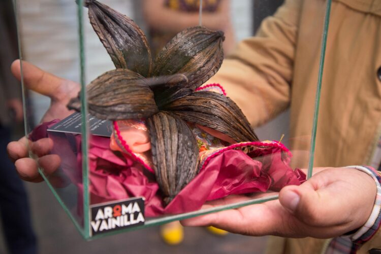 Protege INIFAP recursos genéticos de la orquídea de la vainilla en México