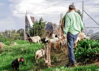 Reforzarán competitividad de micro, pequeñas y medianas empresas agroalimentarias