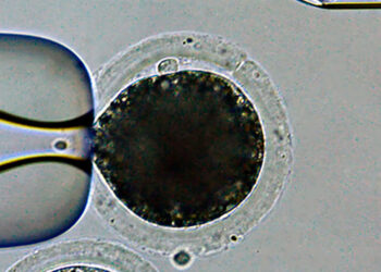 Científicos japoneses logran crear cerdos modificados genéticamente para trasplantes a humanos