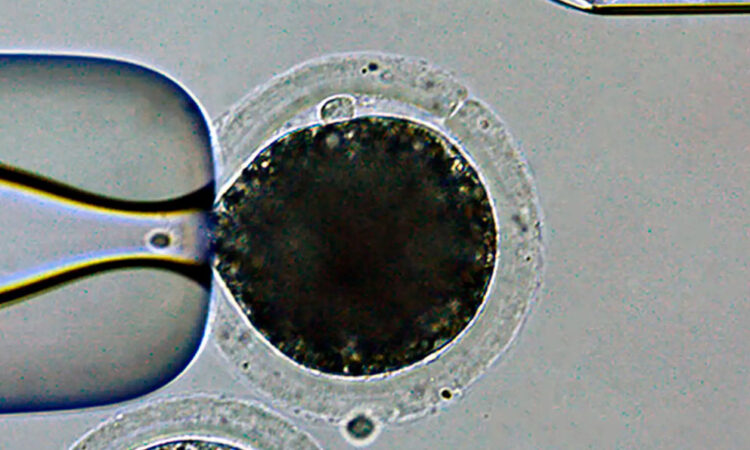 Científicos japoneses logran crear cerdos modificados genéticamente para trasplantes a humanos
