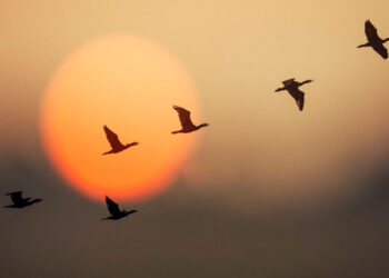 Más del 20% de las especies migratorias están en peligro de extinción