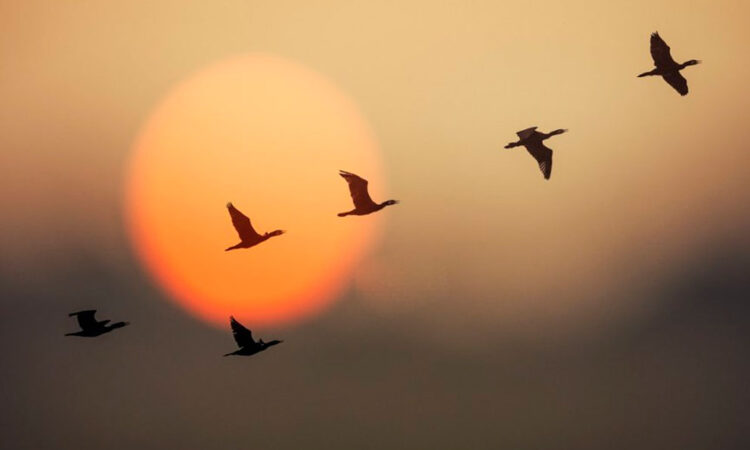 Más del 20% de las especies migratorias están en peligro de extinción