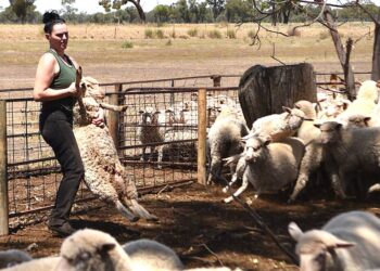 Australia descarga ganado varado en barco a causa de la crisis en el Mar Rojo