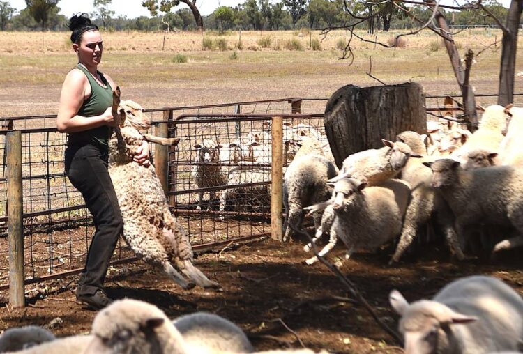 Australia descarga ganado varado en barco a causa de la crisis en el Mar Rojo