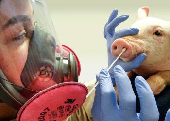 OMS mantiene nivel de riesgo tras caso de gripe porcina A(H1N1) en España