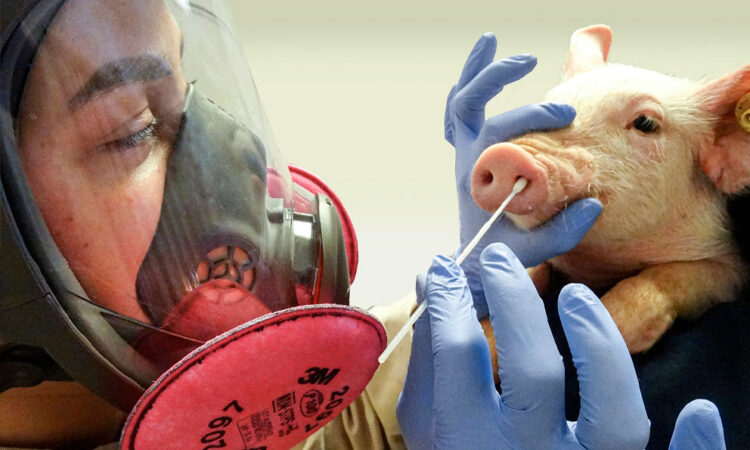 OMS mantiene nivel de riesgo tras caso de gripe porcina A(H1N1) en España